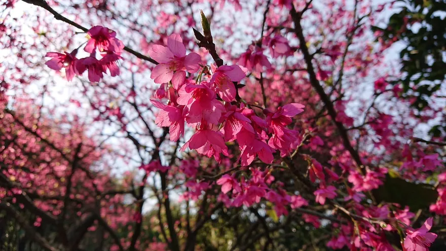 三芝櫻花浪漫來襲！青山路落櫻成毯　三生步道吉野櫻3月壓軸登場