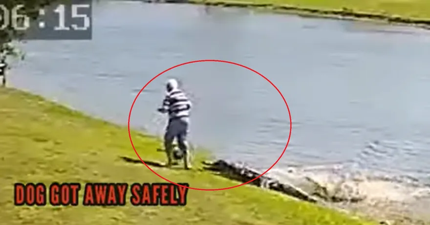 影/鱷魚拖人進池塘駭人影片曝光！居民納悶：牠從未攻擊過人類