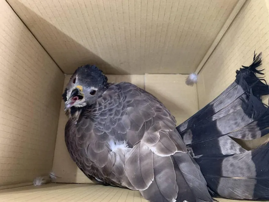 雛鳥落難街頭！二級保育類「東方蜂鷹」被民眾拾獲　疑遭電擊恐截肢腳趾