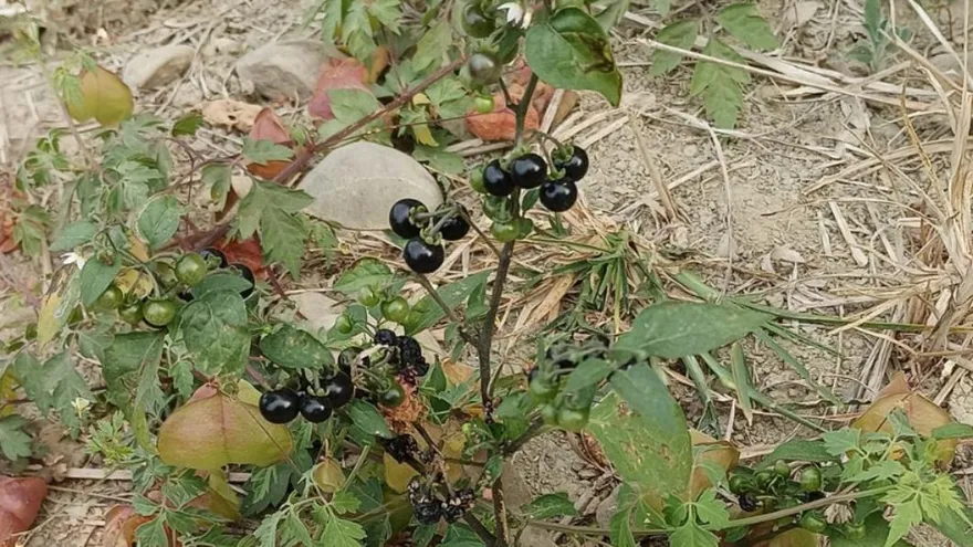 路邊驚見一串「黑珍珠」　網友掀回憶殺：小時候零嘴　甜甜超好吃