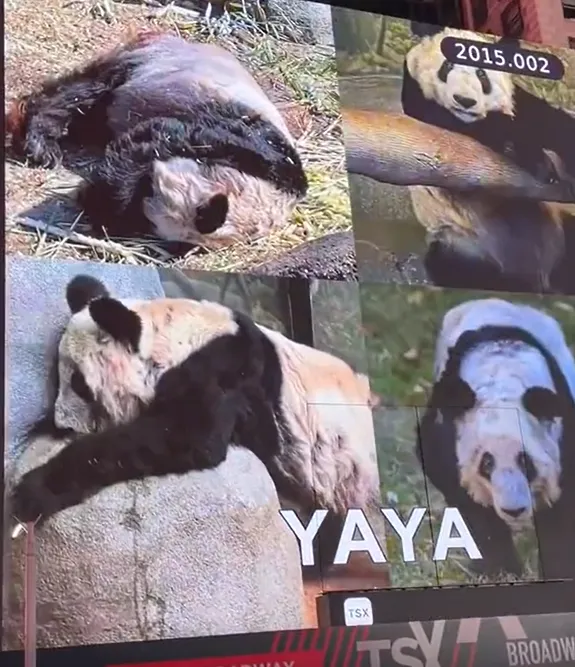 影/旅美大貓熊「丫丫」登上紐時廣場大螢幕　民眾不分國籍一同為其加油