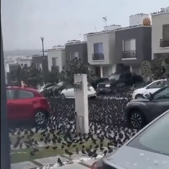 影/墨西哥街頭、屋頂被黑鳥霸佔　網驚：災禍降世前兆？