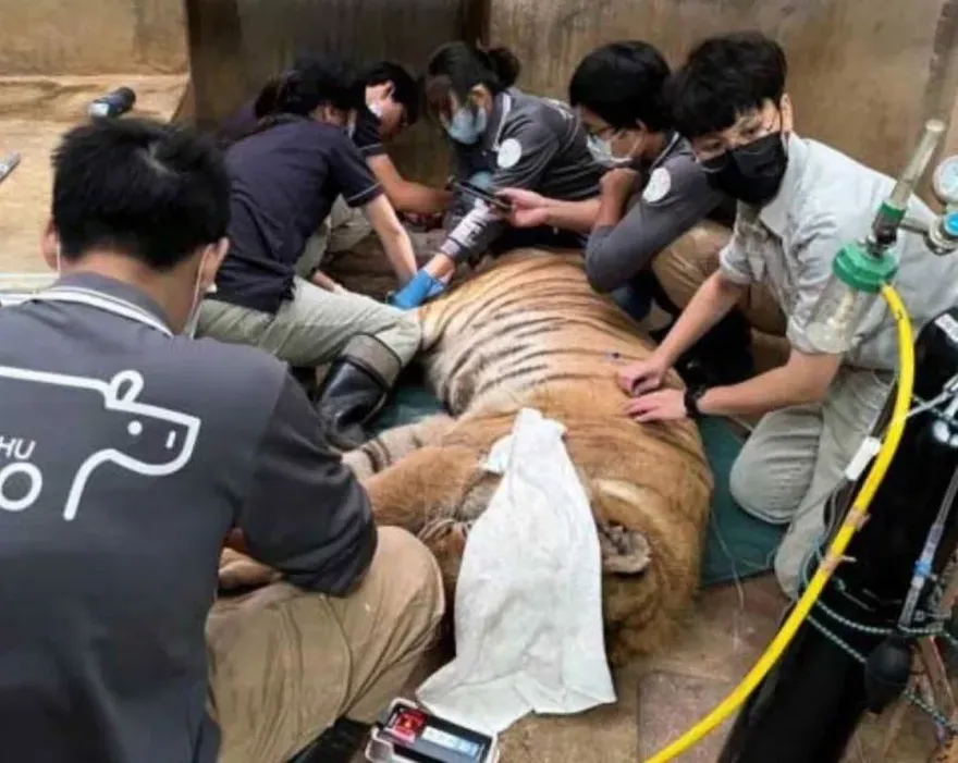 難過！新竹動物園老虎「來福」安樂死　獨留哥哥「六福」度過餘生