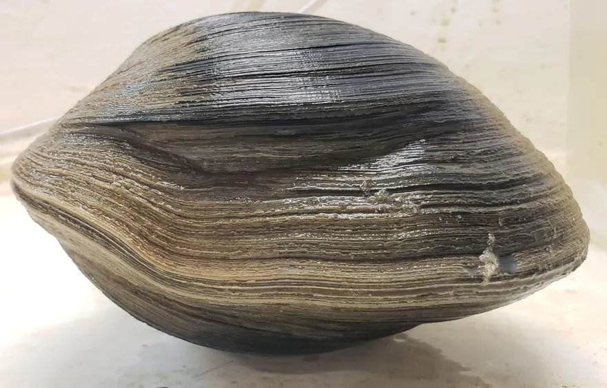 海邊驚見1.18kg超大蚌蠣！他一驗嚇壞「214歲貝類林肯」秒放生：不吃了