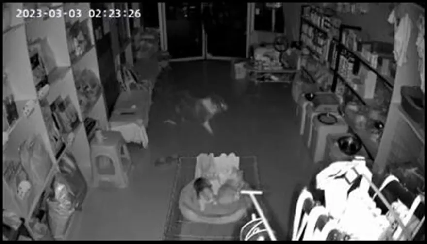 影/夢中嚇醒「樓塌了？」安徽深夜傳不明巨響　當地無地震打雷疑飛機音爆