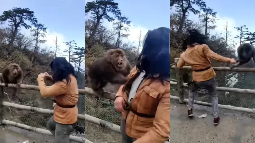 影/山大王遇搏擊高手！峨嵋山「人猴大戰」互毆影片瘋傳　網笑：小心牠叫大師兄來！