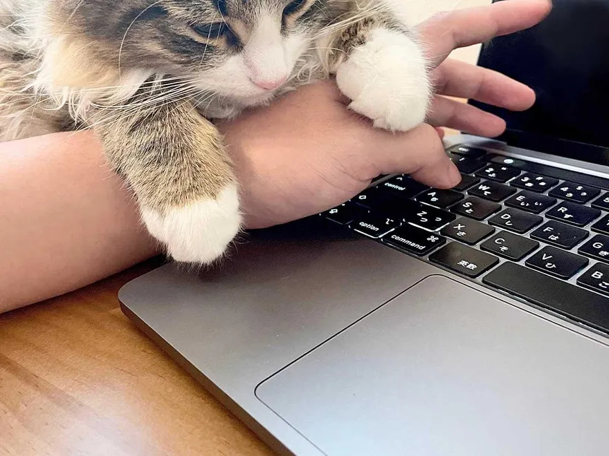 挺住呀！喵的誘惑「癱軟趴手＋魅惑憂鬱眼神」飼主最後決定是…