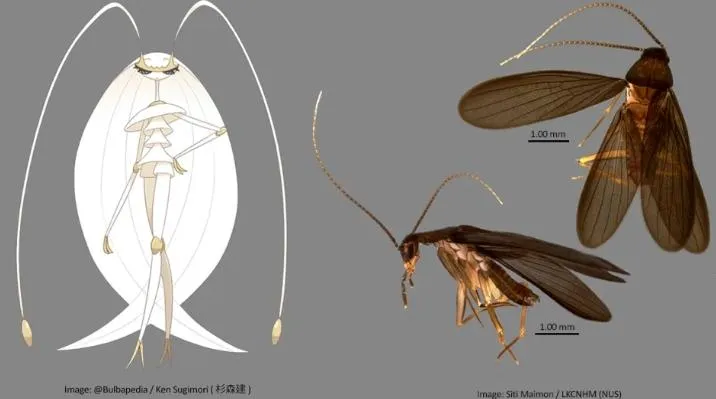 外型酷似人氣動漫角色　新加坡發現新品種蟑螂「費洛美螂」