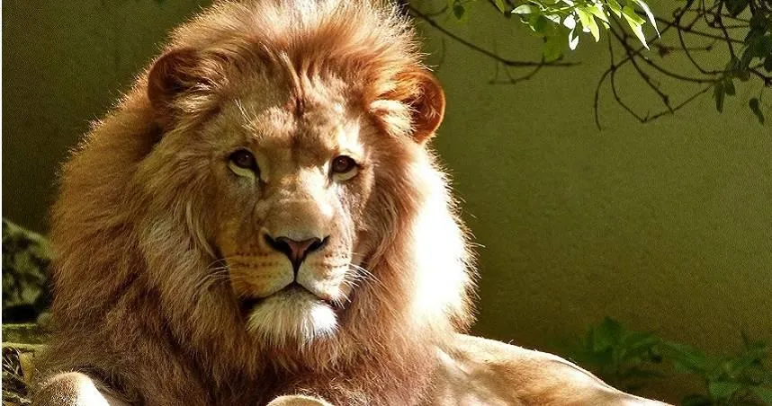 日本和歌山動物園「2獅子染疫亡」　疑被飼養員傳病毒！