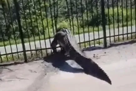 影/驚！巨鱷輕鬆掰開金屬柵欄　直闖高爾夫俱樂部