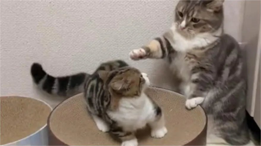 影/喵哥想和弟弟玩…看到反應「溫暖縮手」療癒畫面網感動：體貼的大哥