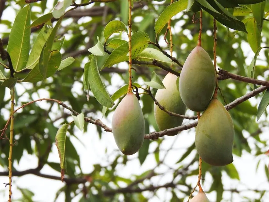 煉毒廠藏柬埔寨芒果園！4台人製毒販售遭柬警逮捕　恐判無期徒刑