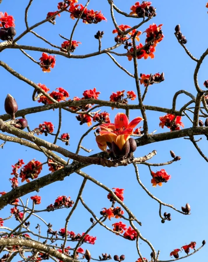 台南白河林初埤木棉花季開幕！火紅花朵綻放　榮登全球10大最美花道