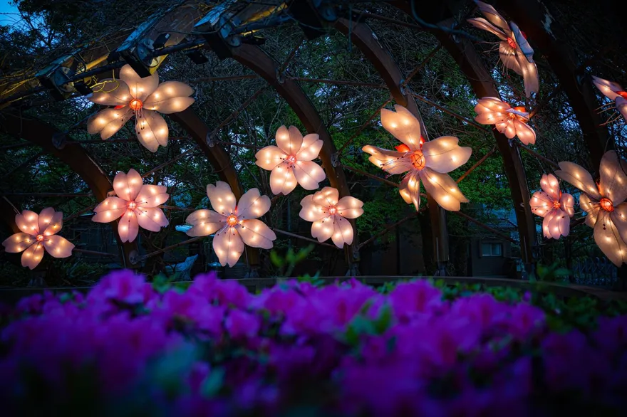 出遊不怕沒車位！北部5處精選賞花景點　大眾運輸就可到