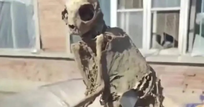 屋樑驚見神秘小白骨！「不像人也不像動物」　網驚：外星人