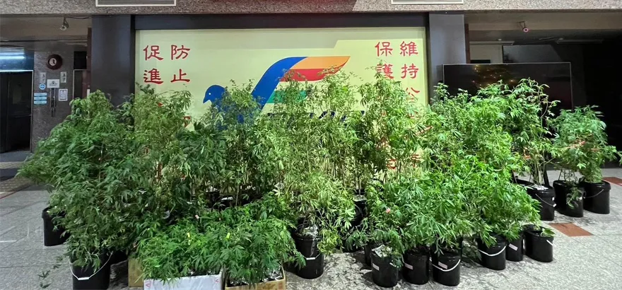 台中夫妻自學種大麻！收成前遭查獲…91株大麻盆栽待銷毀