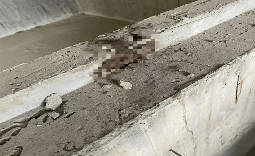 地基「鼠」？工地驚見老鼠群遭水泥漿活埋飄惡臭　網友納悶：怎麼進去的