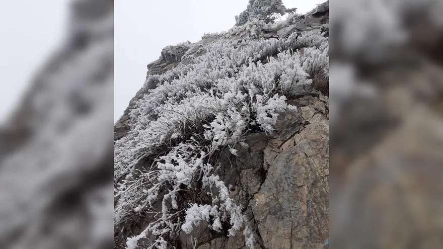 雪白世界！合歡山受大陸冷氣團影響　驚現「霧淞現象」白茫茫一片