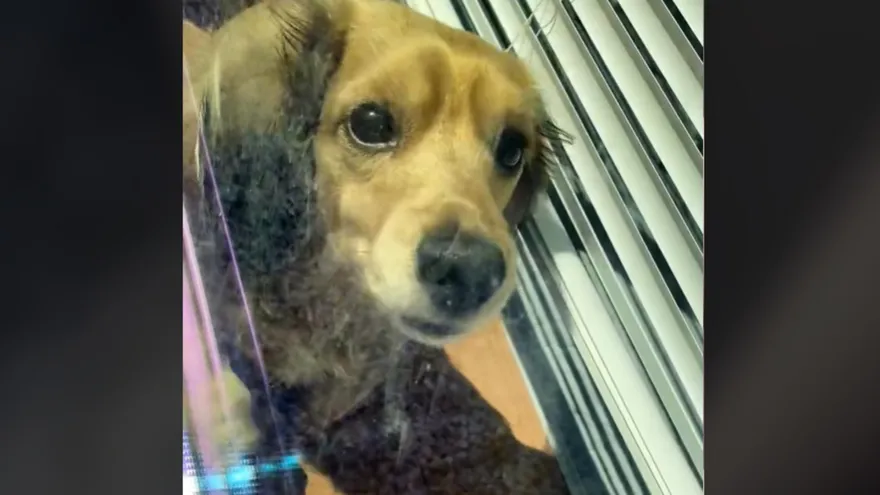 影/臘腸深信主人出門「爽趴曬太陽」一撇頭…瞬間「驚恐彈起」嚇歪！主壞笑：上班遲到也值得