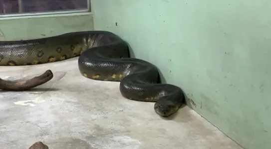 影/超震撼！巨蟒「捲曲蓄力」下秒…研究員：3分鐘內沒注意就被活吞了