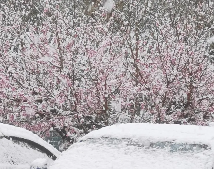 影/河南現「3月桃花雪」打亂交通飛航　陸網笑：花開才下雪不講武德！