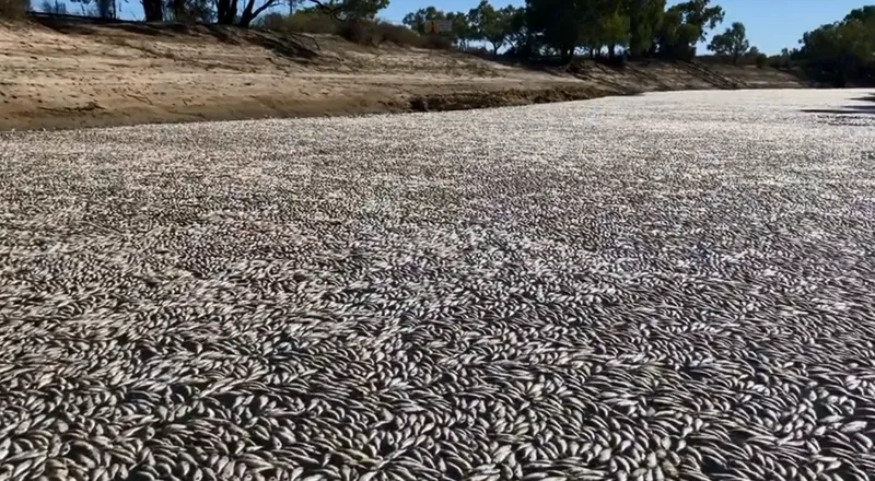 熱浪不斷！澳洲小鎮河流驚現「百萬條死魚」...專家憂：生態環境承受極端壓力