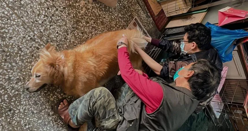 愛犬散步後突「口吐白沫」全身抖！女星得知原因崩潰：好自責