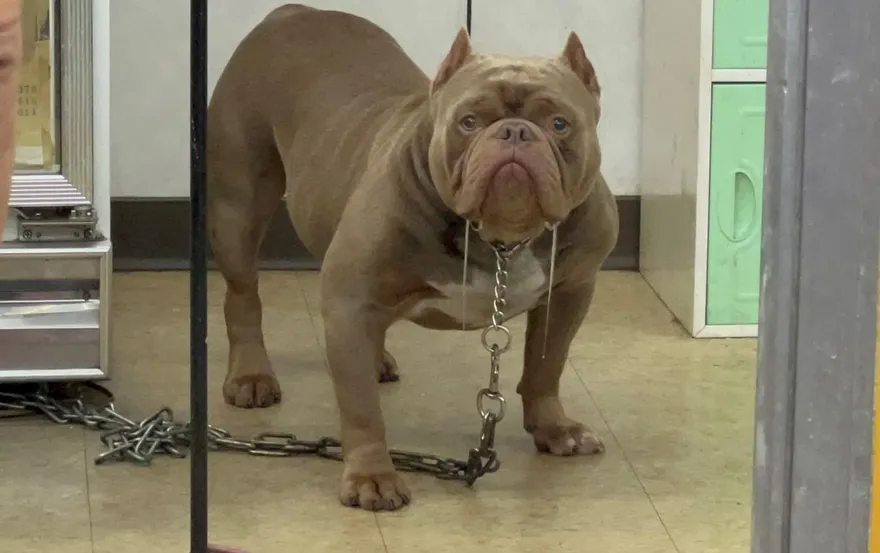 影/敢踹店狗比特犬！莽男柴刀檳榔攤鬧事　7人堵他「討回來」
