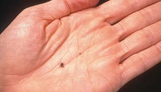 蟲蟲危機！清明掃墓留意蚊蟲叮咬　疾管署：兩大地區染病例較多