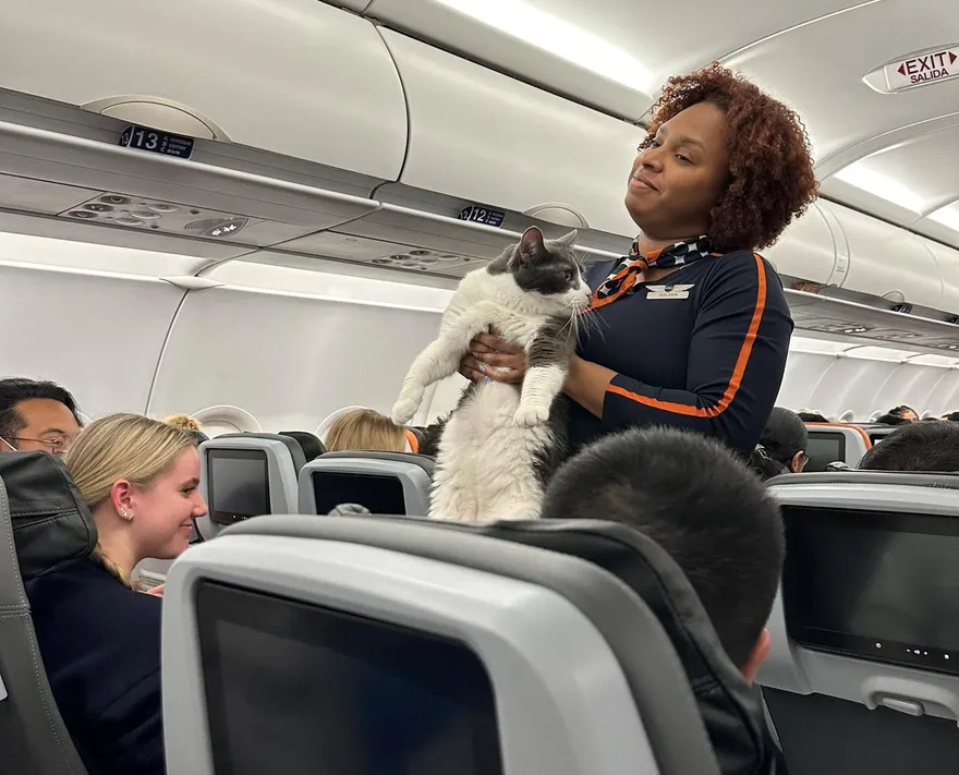 影/空姐飛機上撿到圓潤萌貓　吃力抱牠找主人忍不住喊「好重」