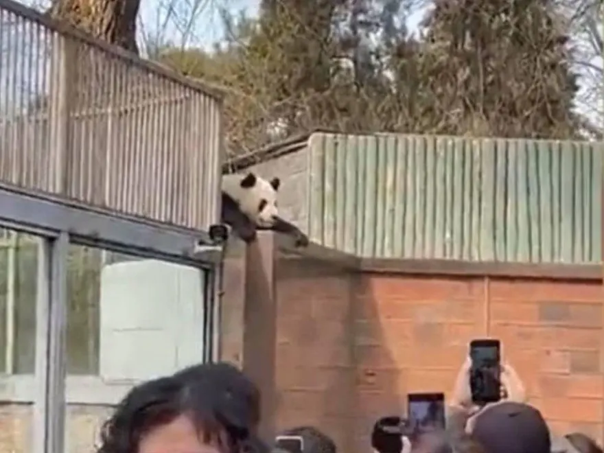 工讀生快出來！貓熊「偷鑰匙、拆監視器」爬牆越獄　動物園將增高護欄