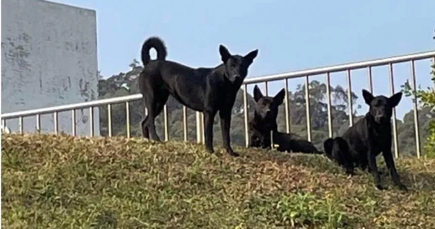 3惡犬霸佔清大女宿！2生路過遭撕咬「腳踝都是血」　校方全面誘捕