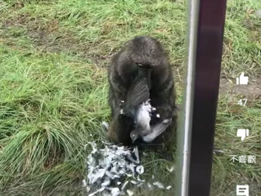 影/東非狒狒「抓斑鳩生吞活剝」！內行驚曝：還會獵捕羚羊