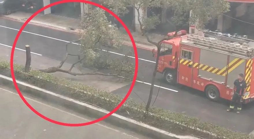 快訊/雙北突有怪風！中和區路樹遭強風吹斷　貓空纜車宣布暫停服務