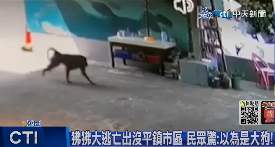 六福村否認凶猛「東非狒狒」脫逃！新竹縣政府前往稽查