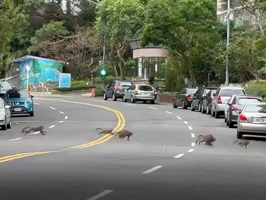 獨家影片/不只狒狒逛大街！大台北驚見「31隻猴子狂奔」　闖雙黃線民眾看傻眼