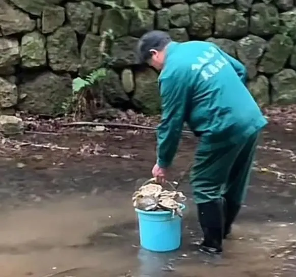 影／驚！寺廟旁小溪突現大量烏龜屍體　工作人員：都是遊客買來放生的