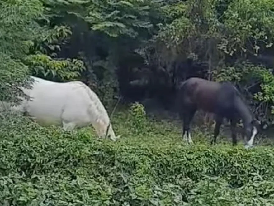 影/「白馬王子」出沒！北投路邊驚見「2馬吃草」　一黑一白民眾超驚喜