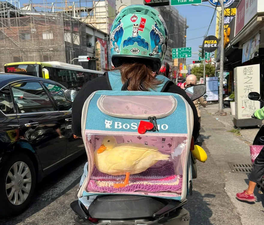 超萌！她騎車「載鴨鴨兜風」　內行曝：帶鴨子出門免牽繩「會跟著主人」