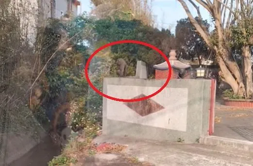 影/狒狒在這裡啦！「網路紅狒」現身桃園楊梅　她直擊喊：有沒有那麼幸運