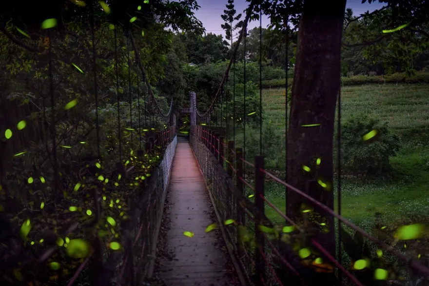 春季「螢火蟲大爆發」！新北市53處「賞螢秘境」曝光