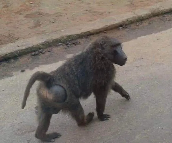 狒狒落跑中！農業局「鎖定空屋廢墟」　楊梅新屋加派人馬搜捕