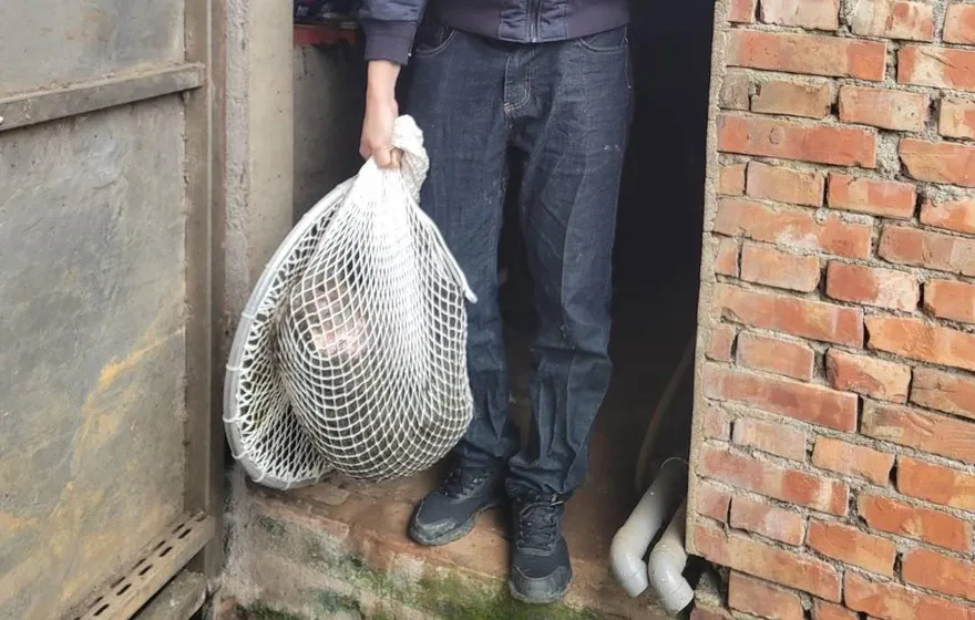 快訊/狒狒抓到了！農業局一槍「Gotcha」　逃亡16天富岡國中落網