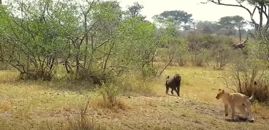 狒狒攻擊性有多強？草原單挑「萬獸之王」沒在怕　激戰結果曝光