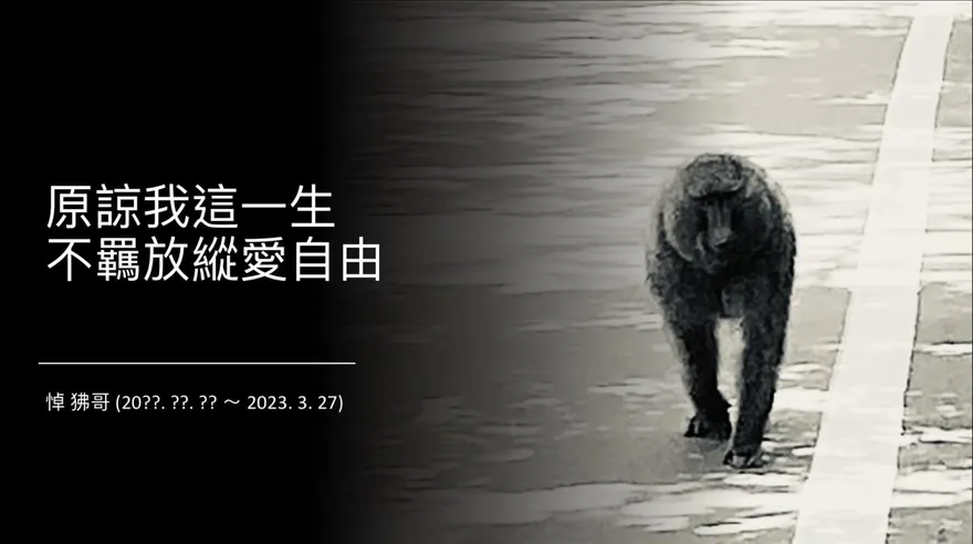 狒狒流亡16天慘死槍下！台大教授「自製悼念圖」緬懷　網淚：不痛了