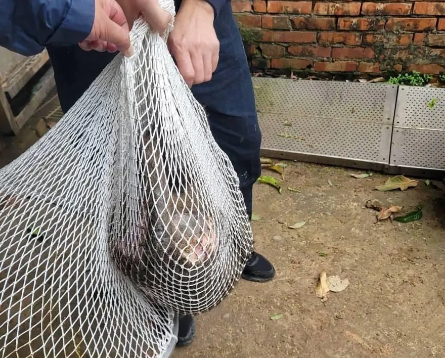 狒狒遭獵人槍殺！　張善政今發聲「感到非常遺憾」