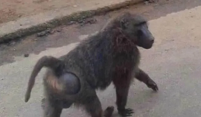 快訊/怒氣「狒」騰！獵人指控六福村下令槍殺狒狒　遊樂園粉絲專頁遭網友灌爆