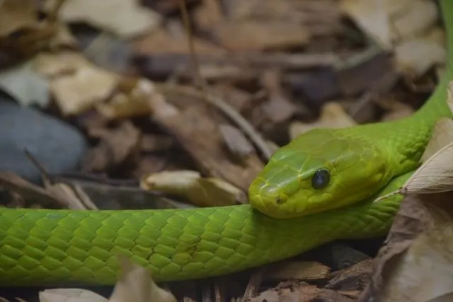 清明連假掃墓做好防護措施　疾管署籲牢記「五要五不」避免蛇吻！