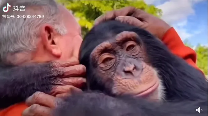 影/猩猩哭了！見救命恩人「相擁嘴角上揚」…網想到已故狒狒：別來台灣