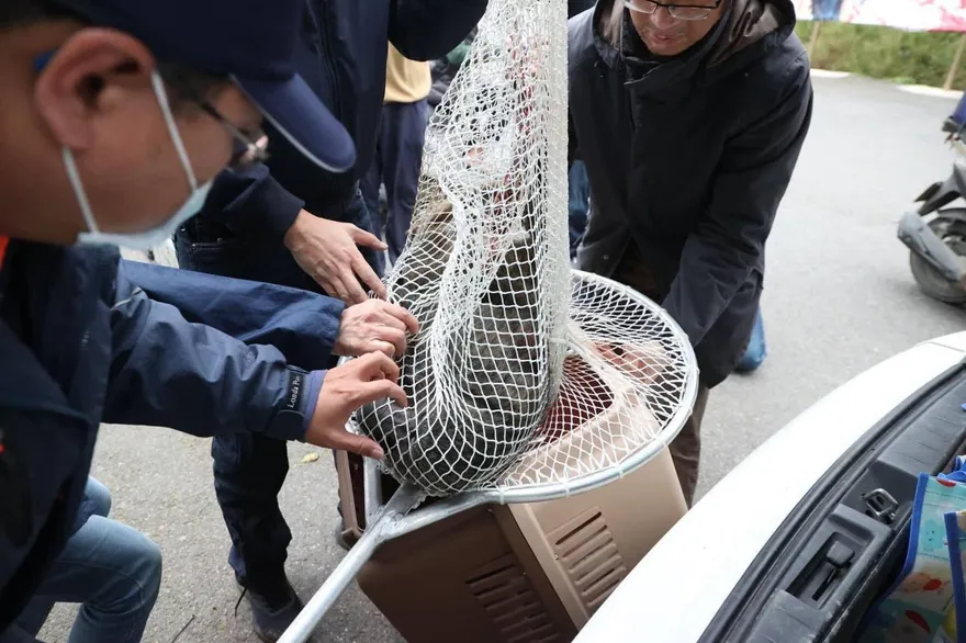 六福村深夜認狒狒從自家園區落跑！村民爆料看到「這舉動」　早就確定是誰家的